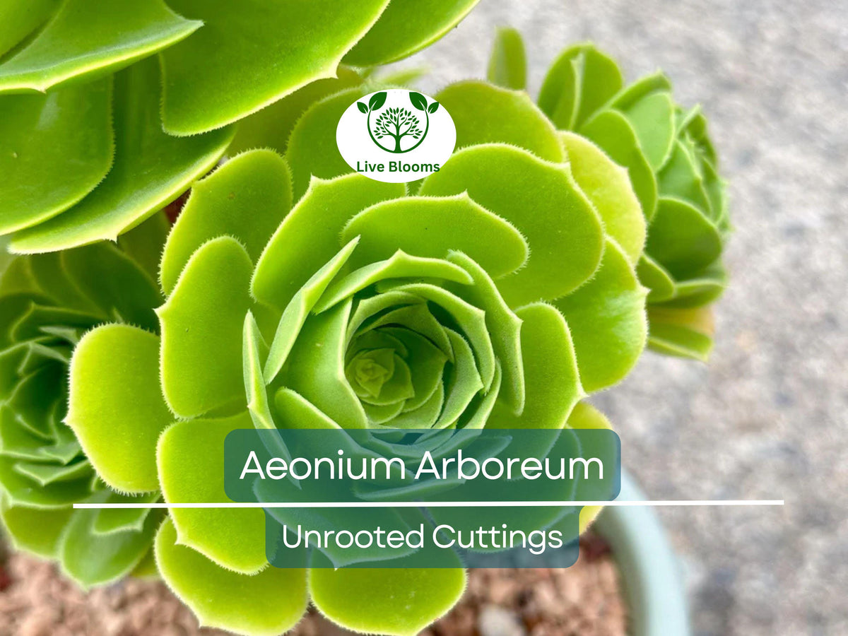 2 Unrooted Aeonium Arboreum Cuttings – Succulent for Grafting, Rooting, Propagation – Aeonium Tree Succulent 2-4"