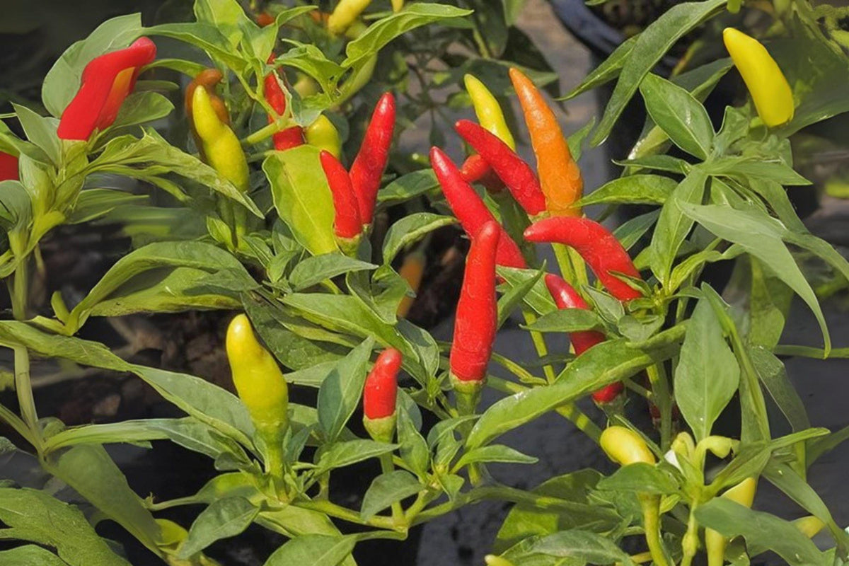 Tabasco Hot Pepper Seeds | Heirloom Chili Seeds | Capsicum Annuum | 250 mg