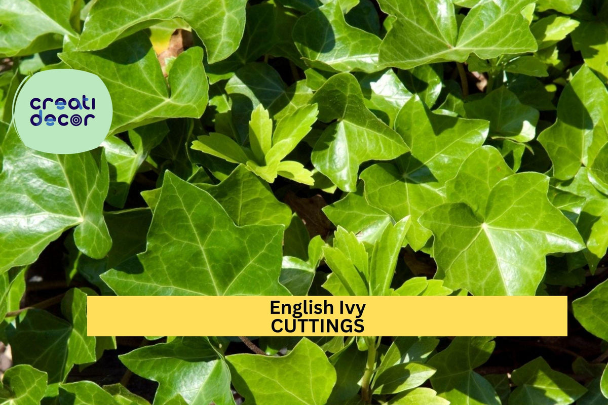 15 English Ivy Cuttings | Unrooted Deep Green Vine | Hedera helix | Cold Hardy Evergreen Ground Cover