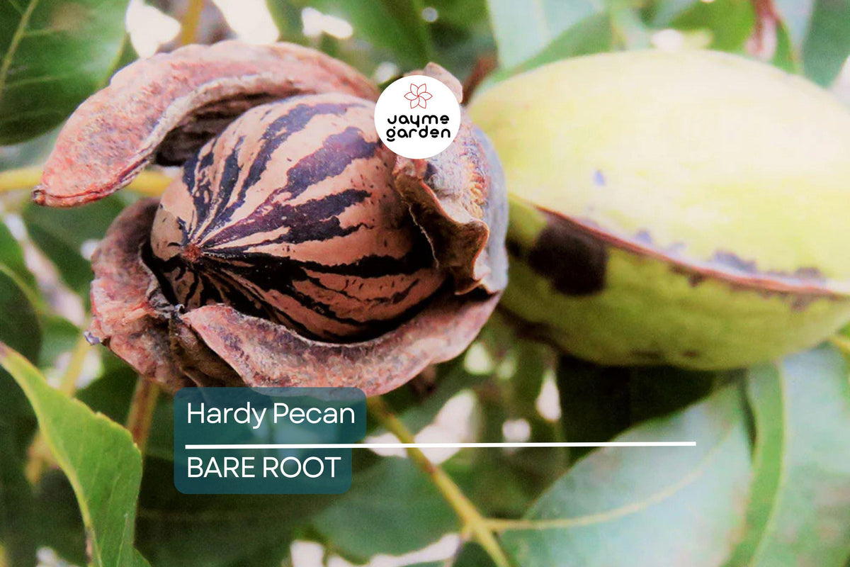 Hardy Pecan Tree Seedlings - 2 Live Bare Root Nut Trees for Home Orchards - Carya illinoinensis - Cold Hardy, Edible Trees