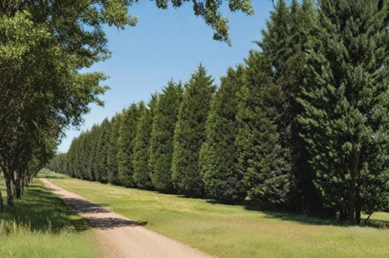 Leyland Cypress Cuttings 15 Pack 6-8" Unrooted Fast Growing Privacy Tree Cupressus × leylandii