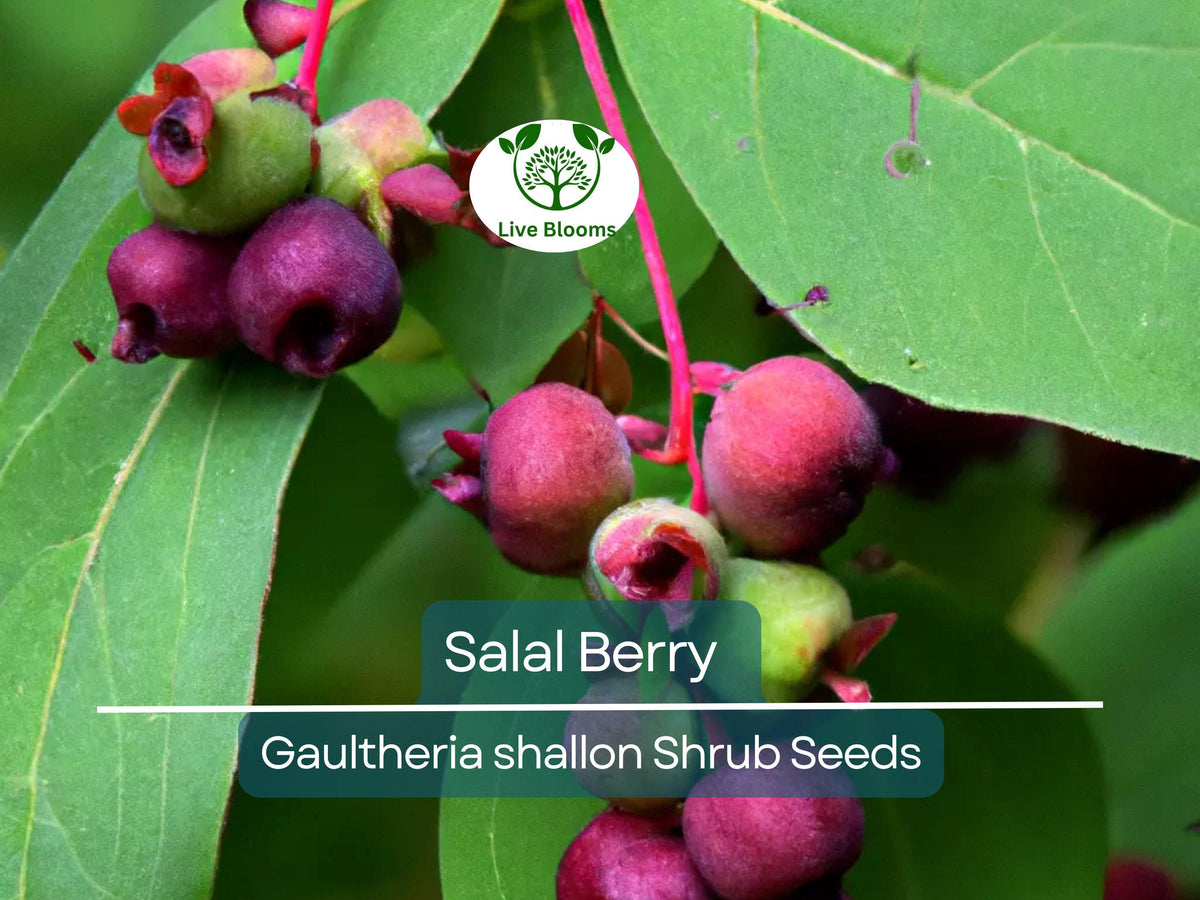 100 Salal Berry Seeds, Edible Evergreen Shrub, Gaultheria shallon, Low Maintenance, Wildlife Friendly, Garden Starter