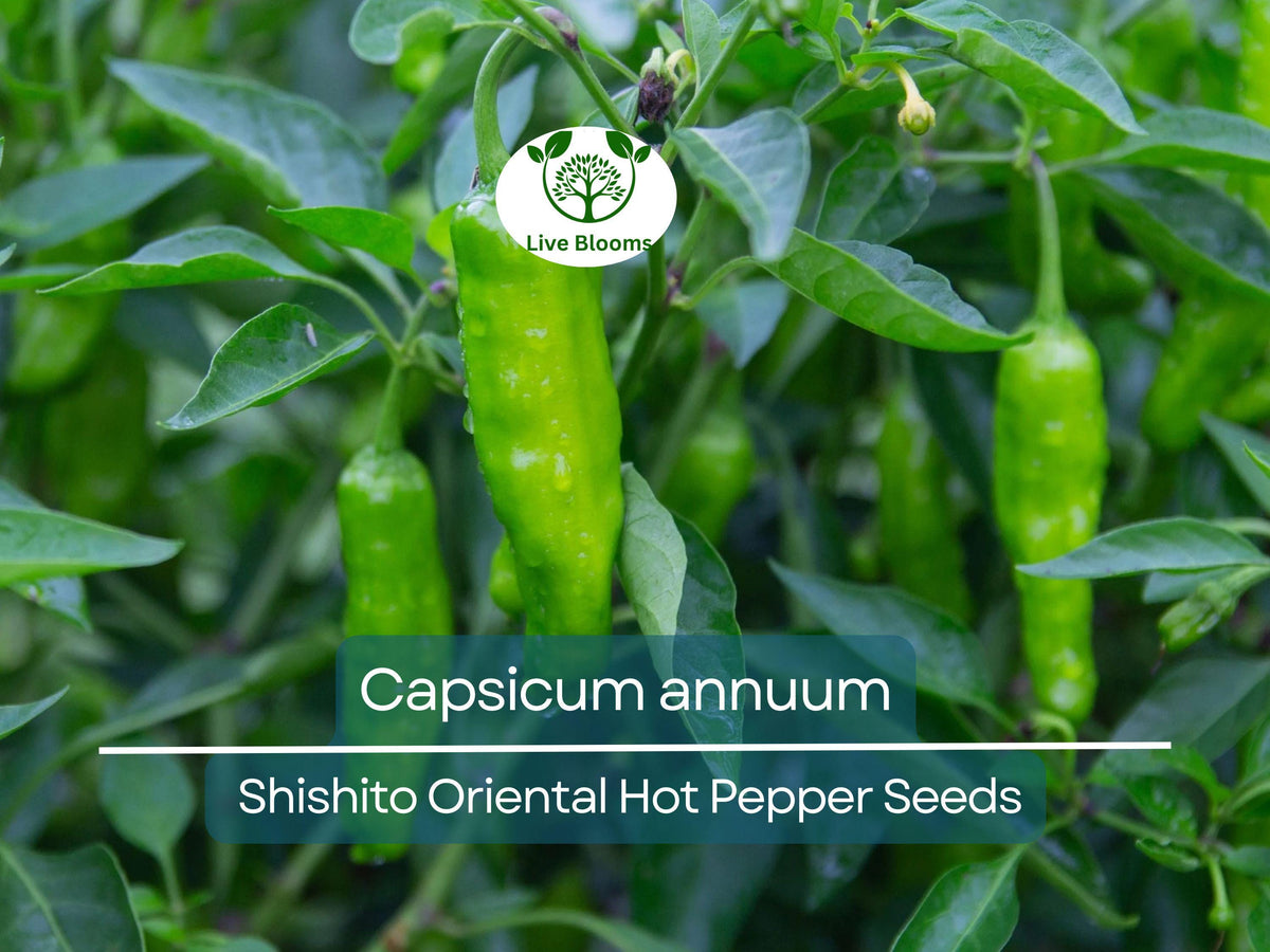 Shishito Hot Pepper Seeds 250 mg - Capsicum annuum | Mildly Spicy Japanese Pepper for Planting, Sautéing & Grilling