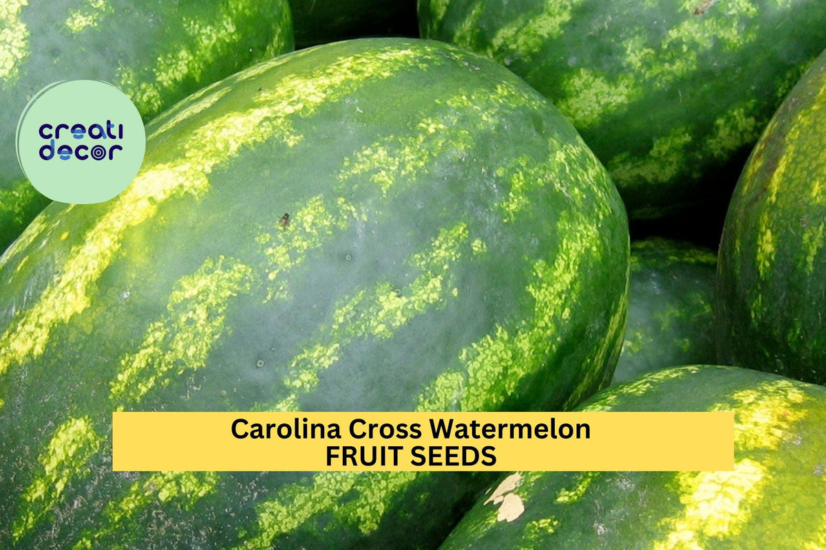 Carolina Cross Watermelon Seeds - 50+ Heirloom Seeds - Sweet Pink Flesh - Citrullus lanatus - High-Yield Giant Fruit Gardening