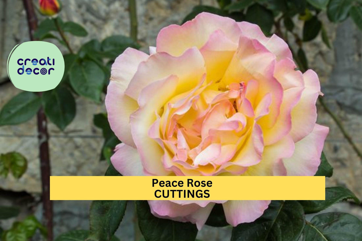 3 Unrooted Peace Rose Cuttings | Hybrid Tea Rose | Fragrant Yellow & Pink Blooms | Rosa 'Peace'