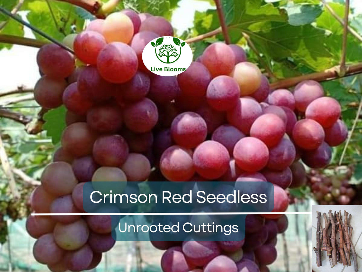 10 Unrooted Crimson Fresh Vine Cuttings - Large Red Seedless Grape (Vitis vinifera) - Sweet Table Grapes for Easy Propagation