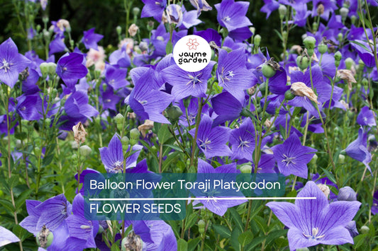 1,000 Balloon Flower Seeds – Non-GMO Platycodon grandiflorus, Toraji, Blue, White, Pink, Easy to Grow Perennial Garden Seeds