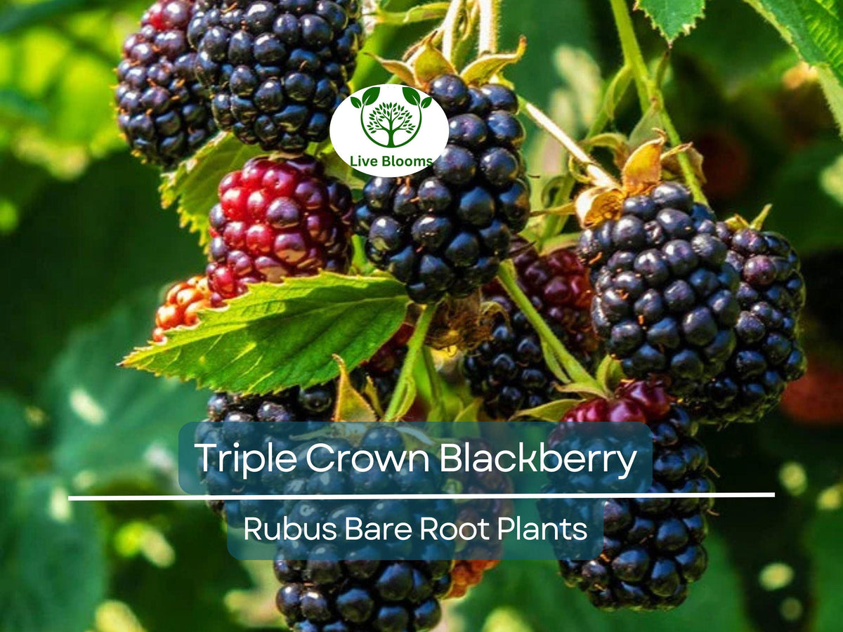 Triple Crown Blackberry Plants - Thornless Bare Root Bushes - High Yield Sweet Berries - Rubus fruticosus
