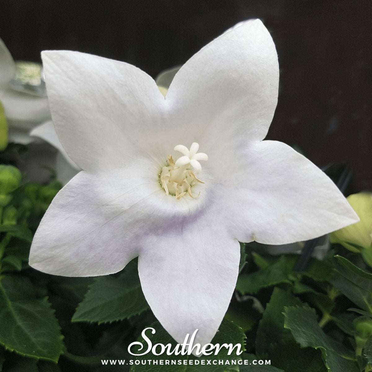 Balloon Flower Seeds - 50 Count - White Variety - Platycodon grandiflorus