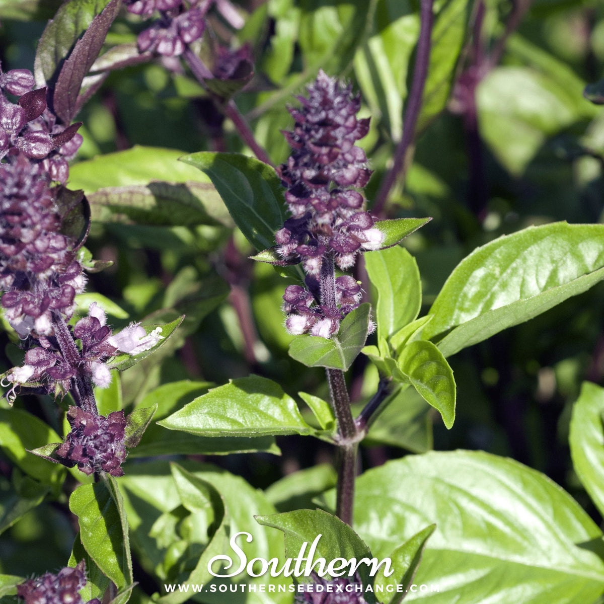 Cinnamon Basil Seeds - 250 Count - Ocimum basilicum 'Cinnamon' - Aromatic Culinary Herb