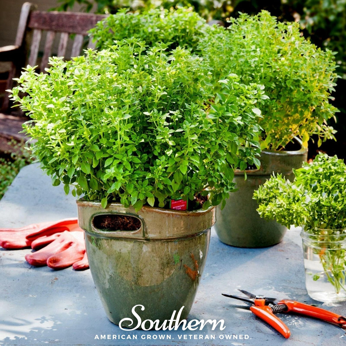 Dwarf Greek Basil Seeds - 250 Seeds - Ocimum basilicum