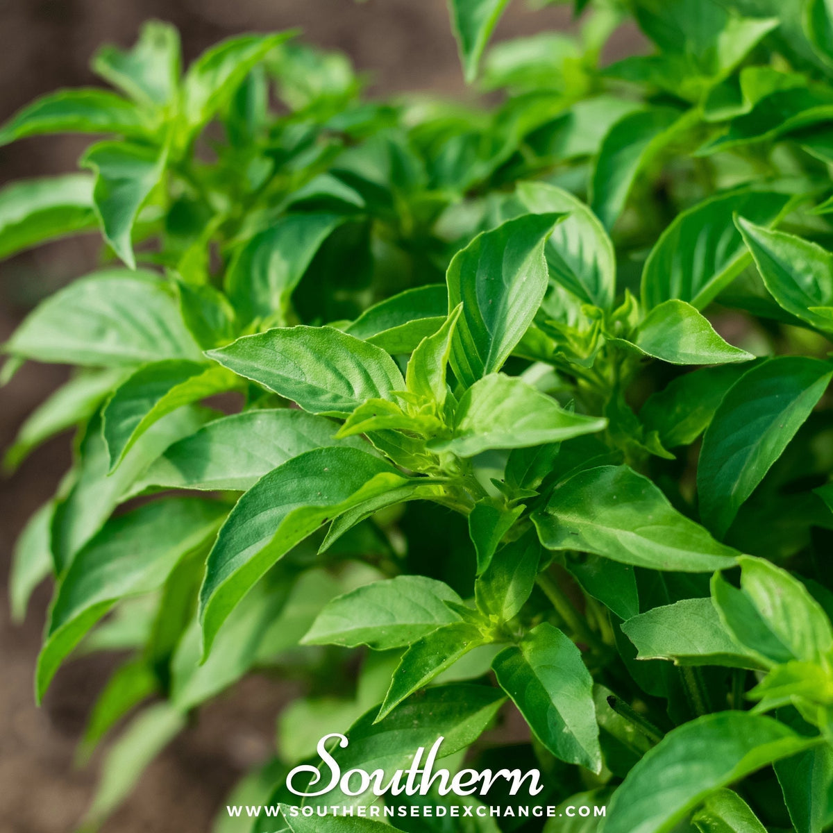 Lemon Basil Seeds - 250 Count - Aromatic Culinary Herb - Ocimum basilicum 'Citriodorum'