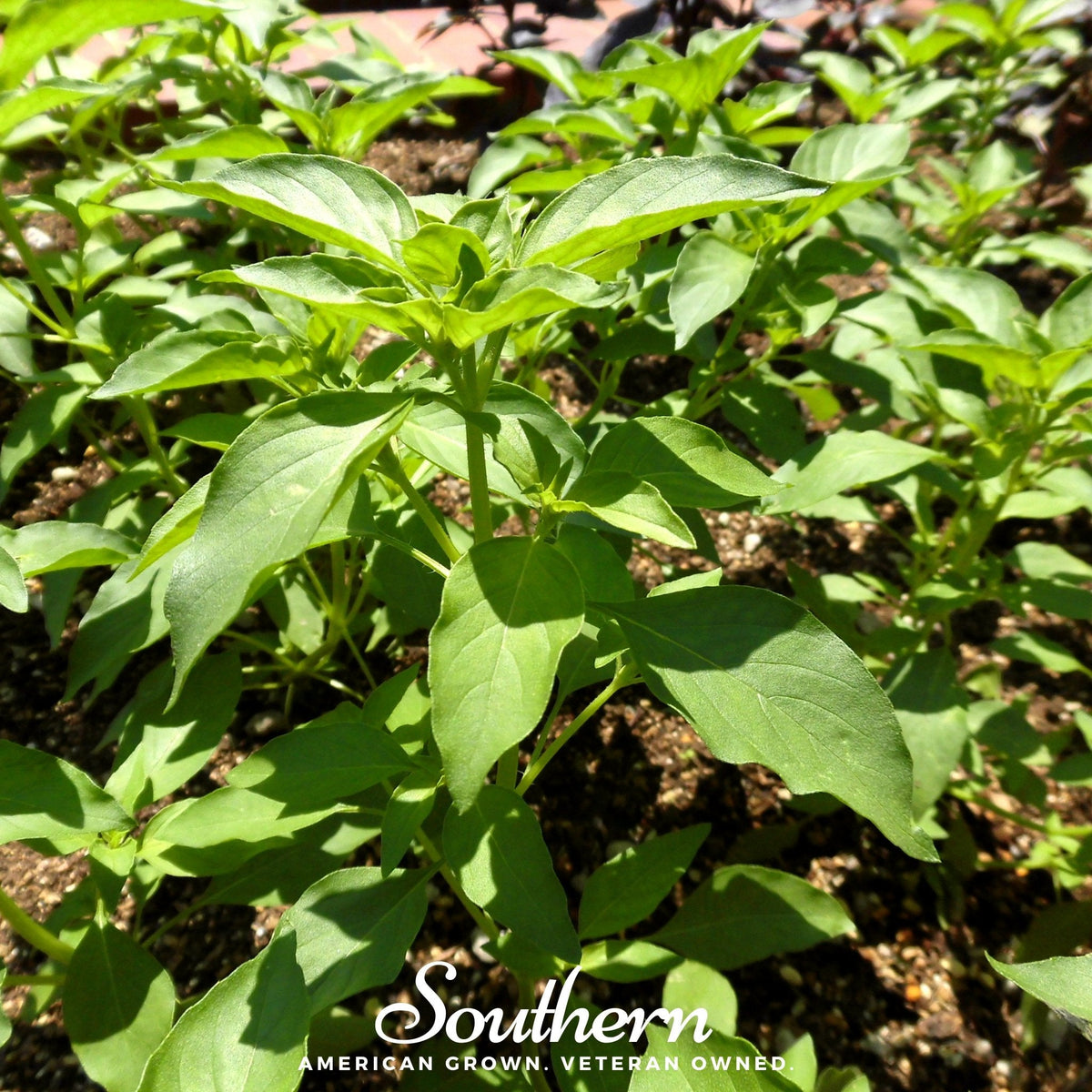 Lime Basil Seeds - 250 Count - Aromatic Herb Seeds for Cooking - Ocimum basilicum 'Citriodorum'