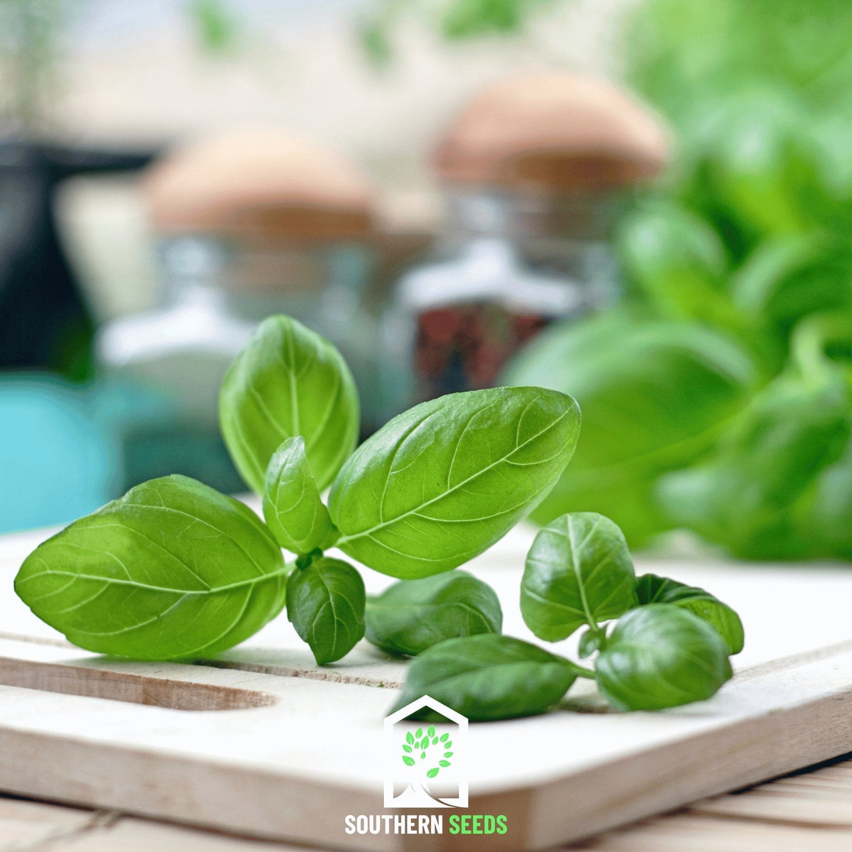 Sweet Basil Seeds - 250 Count - Ocimum basilicum - Organic Culinary Herb for Gardening
