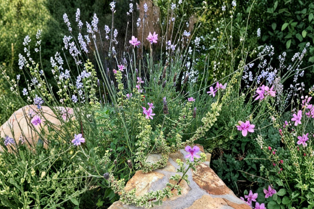 Variegated Geranium Cuttings 6" - Pelargonium Compact Ornamental Plant for Garden or Containers