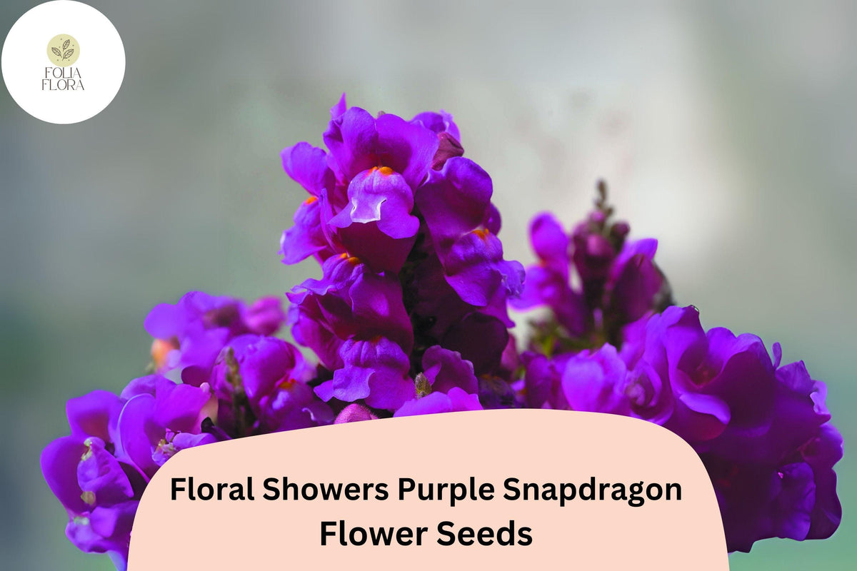 Purple Snapdragon Seeds | 1000+ Premium Seeds | Compact Dwarf Variety | Antirrhinum majus | Pollinator-Friendly Blooms