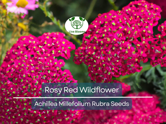 1,000 Perennial Wildflower Seeds | Rosy Red Yarrow | Achillea Millefolium Rubra | Pollinator-Friendly, Easy to Grow, Drought Tolerant