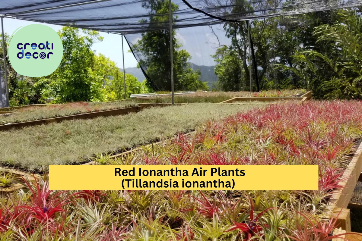 Large Red Ionantha Air Plants 5 Pack - Tillandsia ionantha - Tropical Bromeliad - Blooming Red Foliage for Terrariums