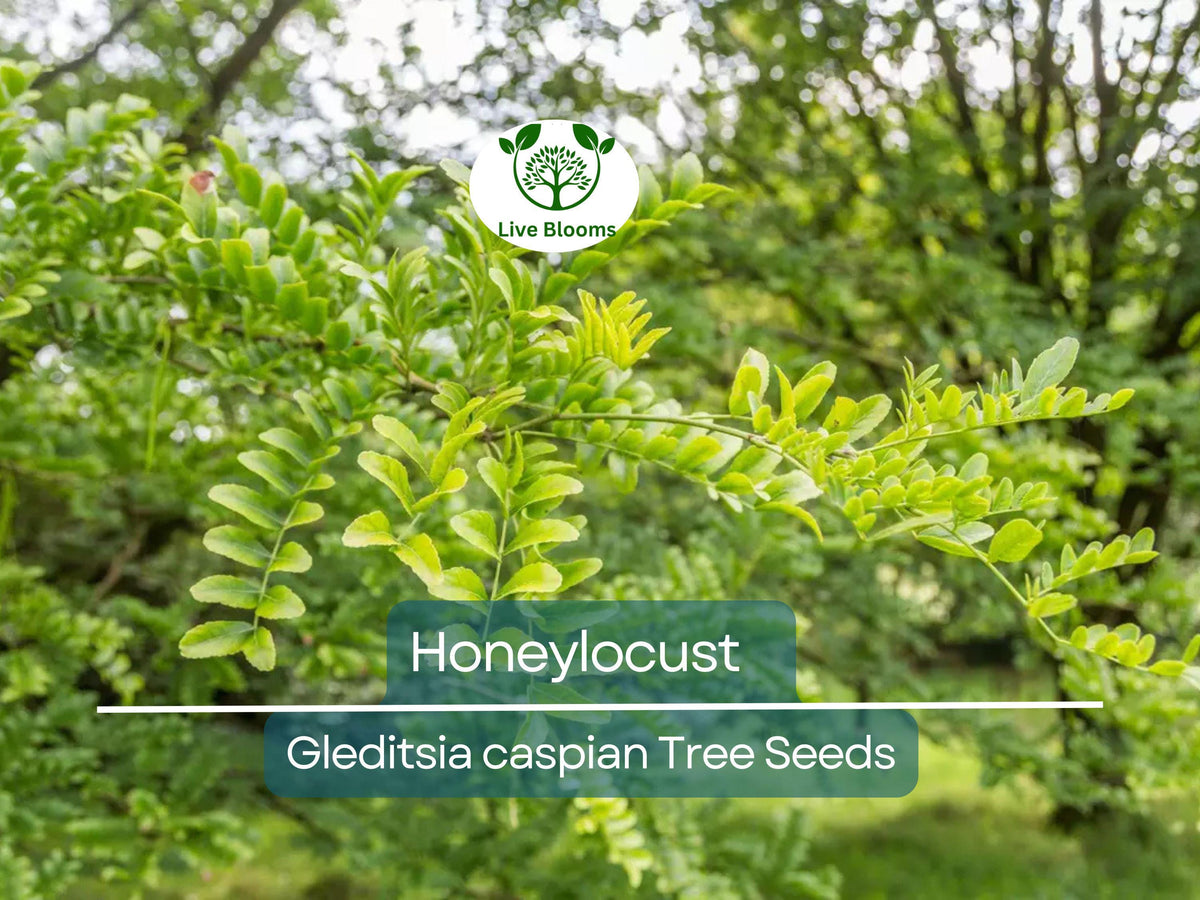 10 Honeylocust Tree Seeds | Gleditsia caspian | Fast-Growing, Hardy Shade Tree | Ideal for Landscaping & Wildlife Attraction