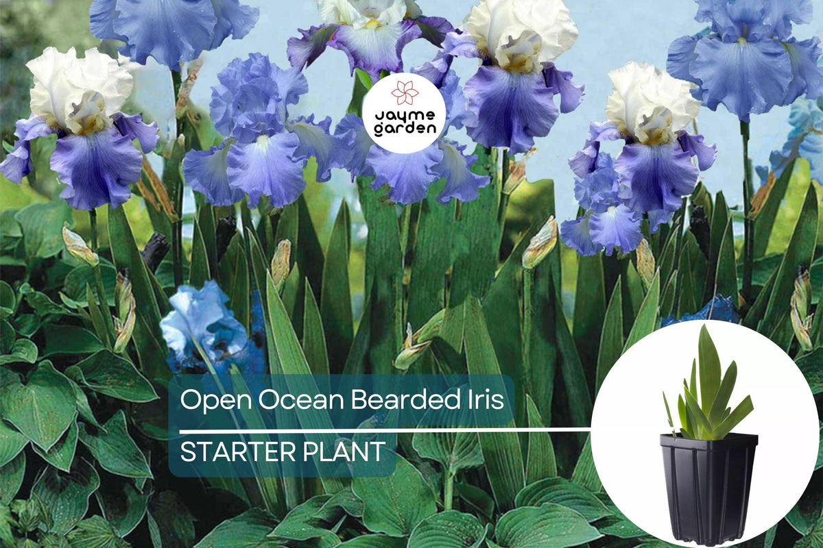 Reblooming Bearded Iris Quart Pot - Lilac Blue Iris, Deer Resistant, Hardy Zones 3-10, Iris germanica 'Open Ocean'