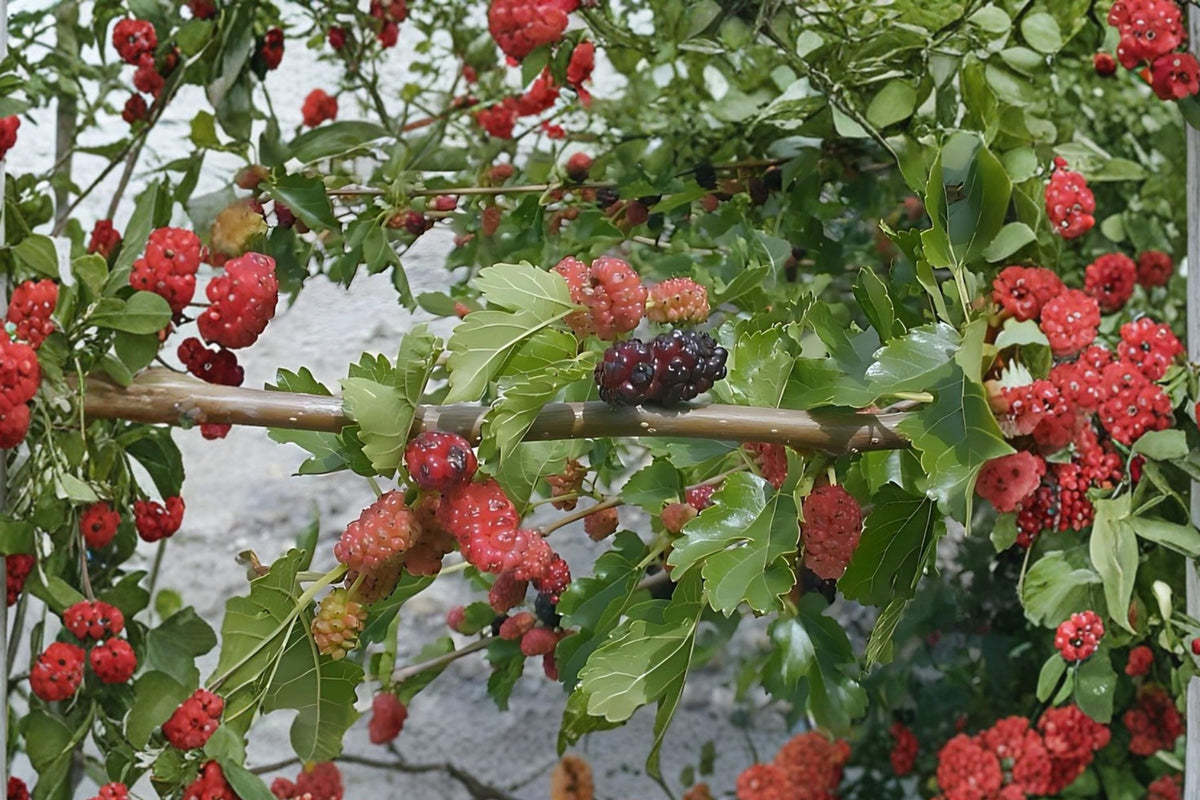 White Mulberry Trees - 2 Live 18" Fast Growing Sweet Fruit Trees - Morus alba