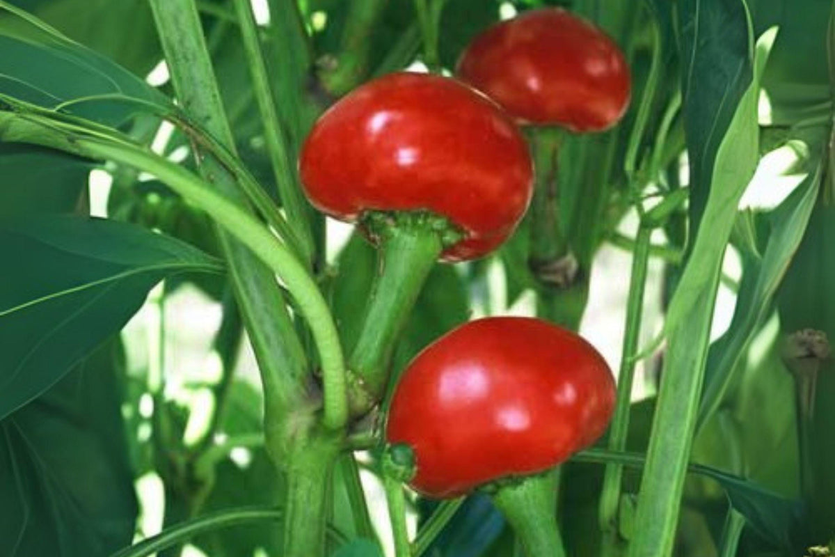 Hot Cherry Pepper Seeds - Heirloom Spicy Red Chili, 250 mg - Capsicum annuum