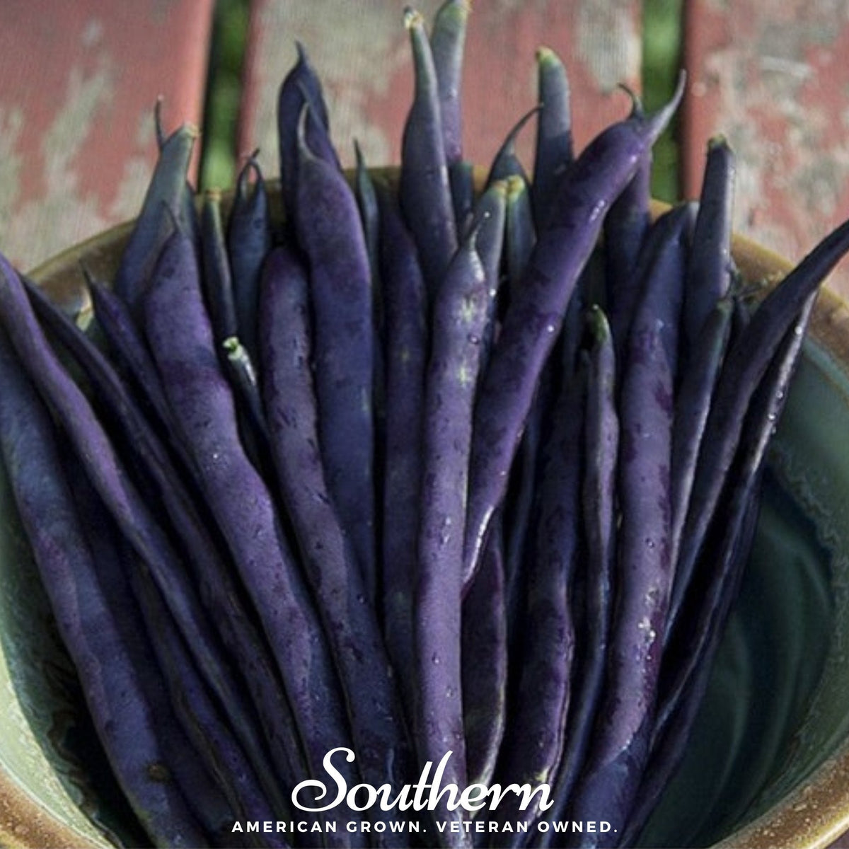 Blue Coco Bean Seeds - 30 Seeds - Pole Variety - Organic Phaseolus coccineus