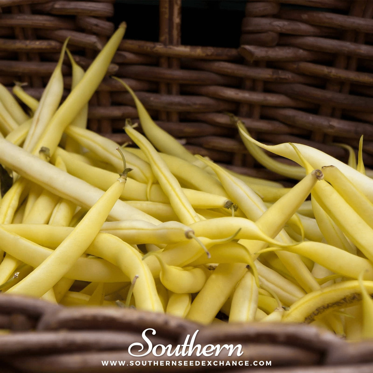 Gold Rush Bean Seeds - 30 Count - Yellow Bush Variety - Phaseolus vulgaris
