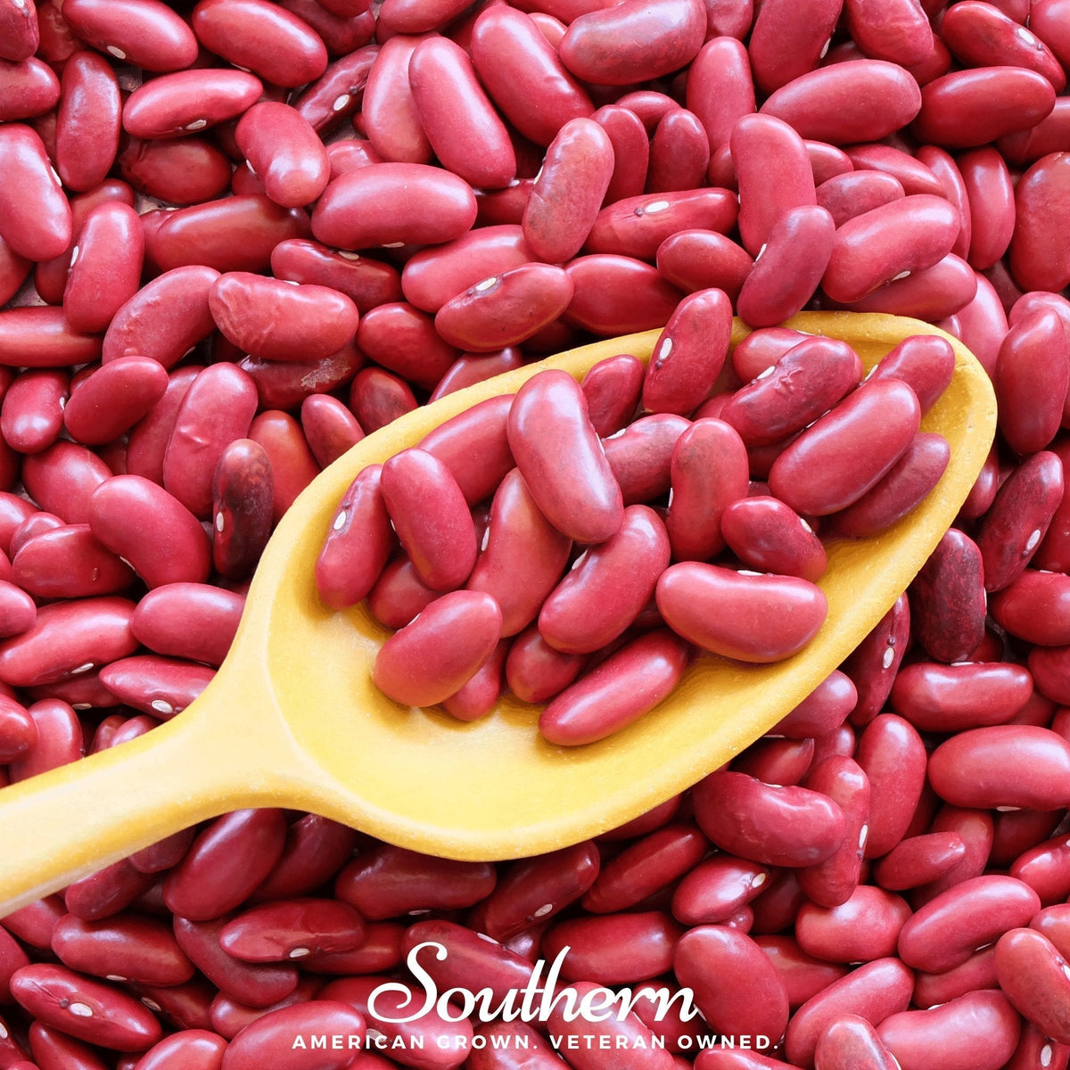 Light Red Kidney Bean Seeds - 20 Count - Bush Variety - Phaseolus vulgaris