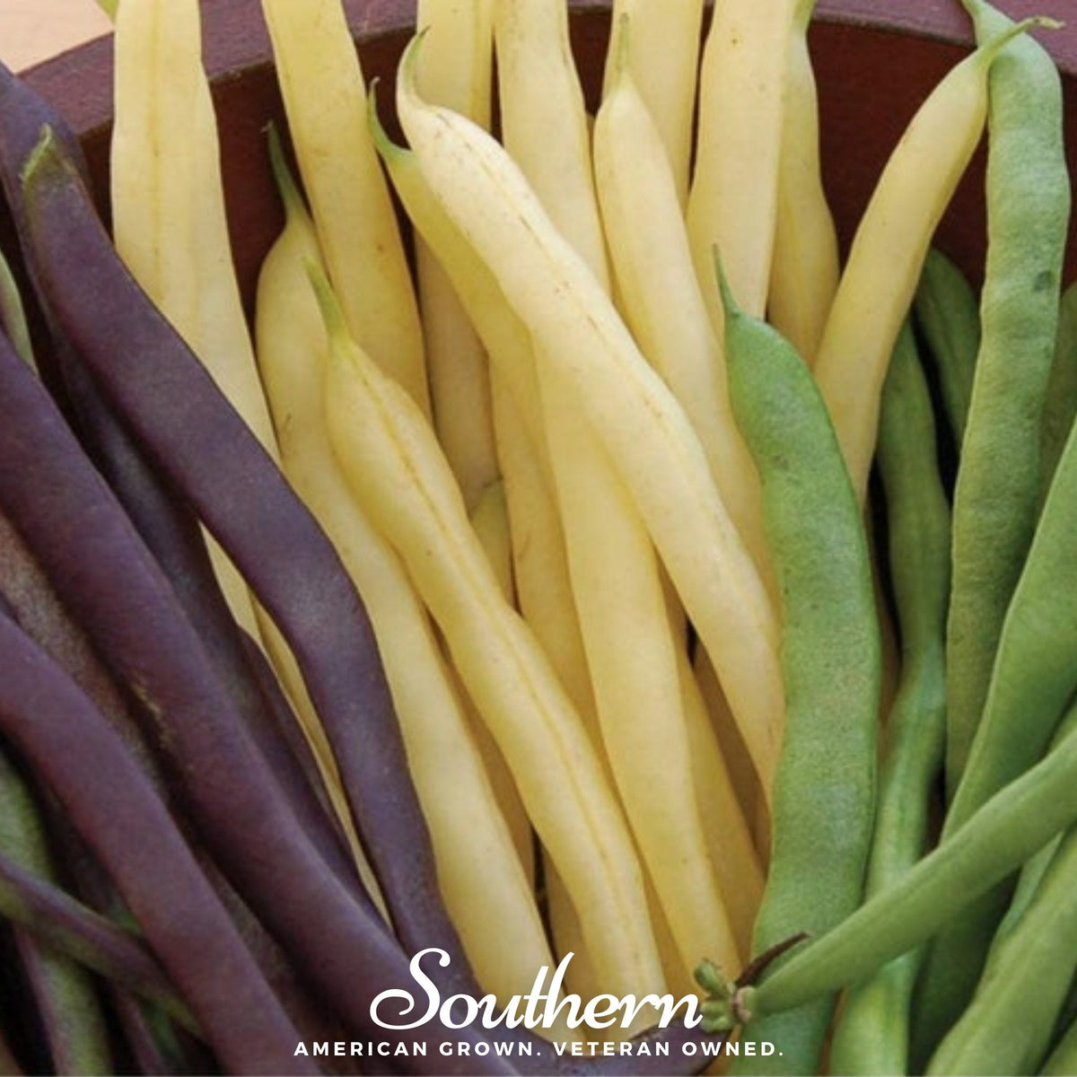 Multicolored Mix Lima Bean Seeds - Pole Variety - 30 Seeds - Phaseolus lunatus