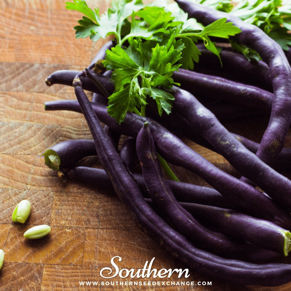 Royal Burgundy Bean Seeds - 50 Count - Bush Variety - Phaseolus vulgaris