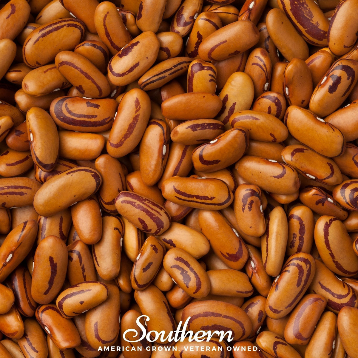 Tiger's Eye Bean Seeds - 30 Count - Bush Variety - Phaseolus lunatus