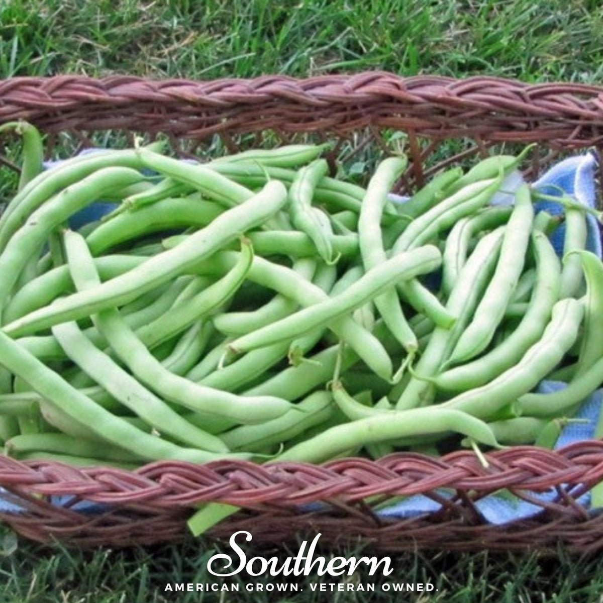 Topcrop Bean Seeds - 50 Count - Bush Variety - Phaseolus vulgaris