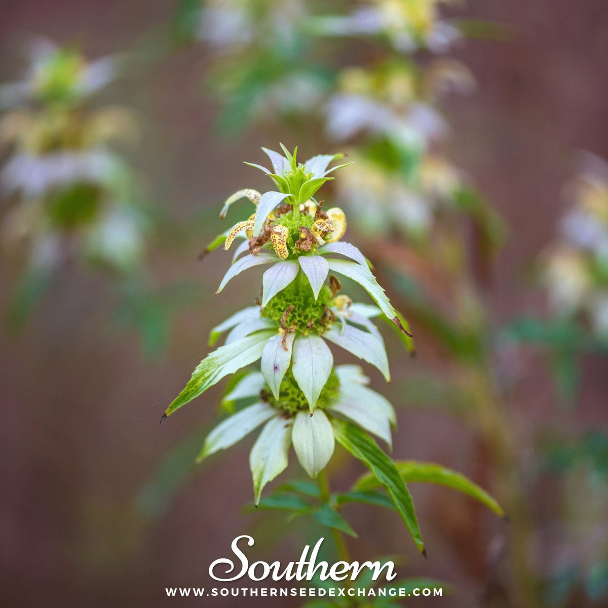 Spotted Bee Balm Seeds - 50 Seeds, Horsemint, Monarda punctata - Native Wildflower for Pollinators and Gardens