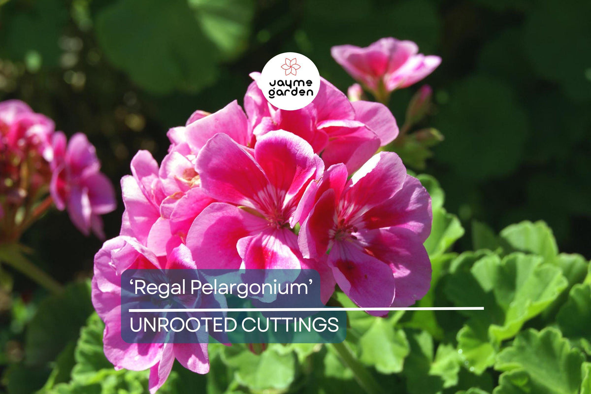 Organic Geranium Cuttings - 3 Fresh Regal Pelargonium (Pelargonium × domesticum) - Easy to Grow, Sun-Loving Outdoor Plants