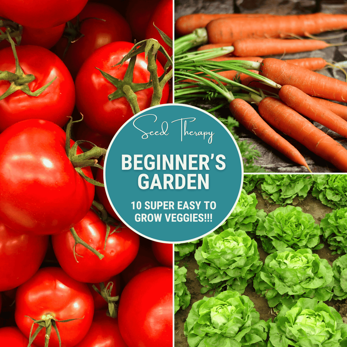 Beginner Vegetable Seed Collection - 10 Varieties for Easy Gardening - Non-GMO Seeds for Home Garden