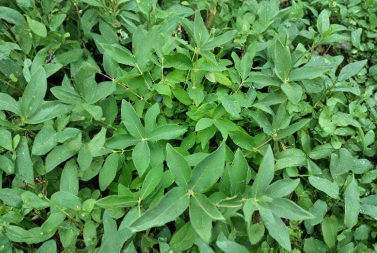 Honeyberry Cuttings 4" Dormant 6 Pack - Lonicera caerulea Haskap for Propagation, Cold-Hardy Fruit Shrub, Northern Gardens