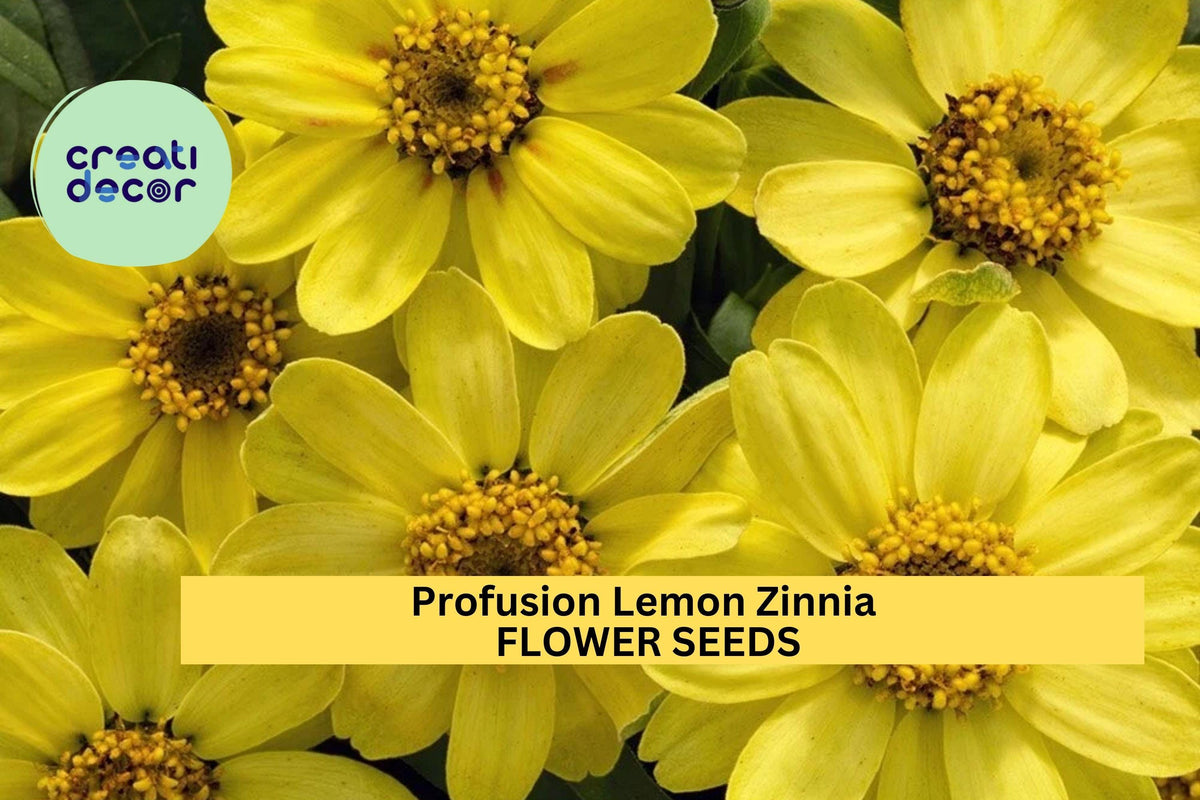 100+ Zinnia Seeds - Profusion Lemon Yellow - Zinnia elegans x angustifolia - Compact Annuals for Garden Borders and Containers