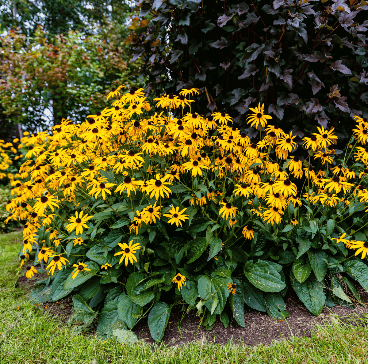 Black-Eyed Susans Seeds - 100 Count - Rudbeckia hirta - Vibrant Yellow Flowers for Garden or Landscape