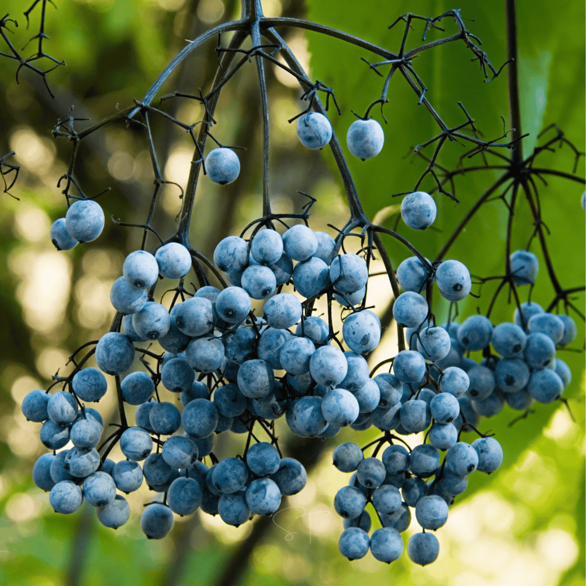 Blue Elderberry Seeds - 50 Pack - Sambucus cerulea - Organic Edible Shrub Seeds for Gardening and Landscaping