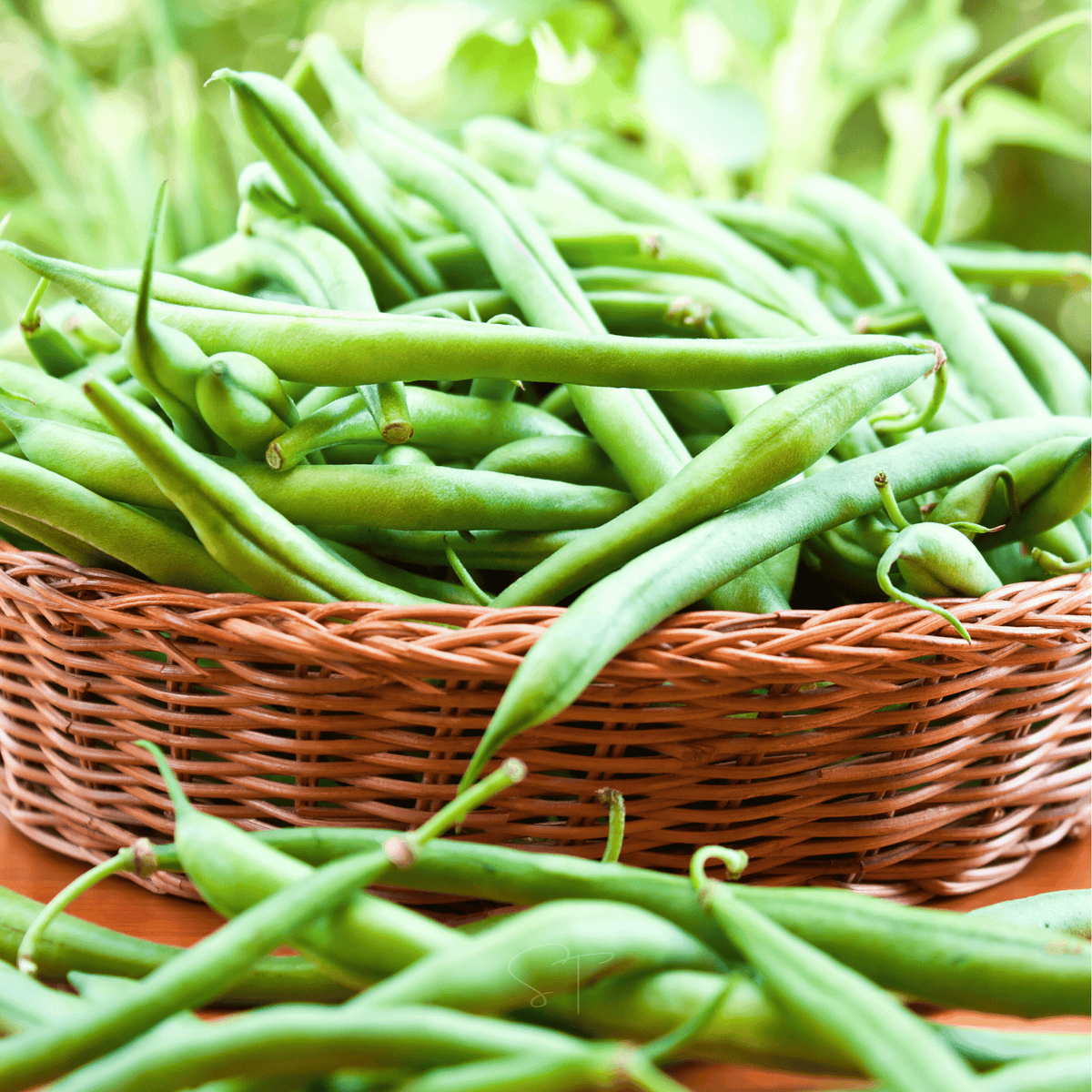 Pole Bean Seeds - Blue Lake Variety - 50 Count - Phaseolus vulgaris