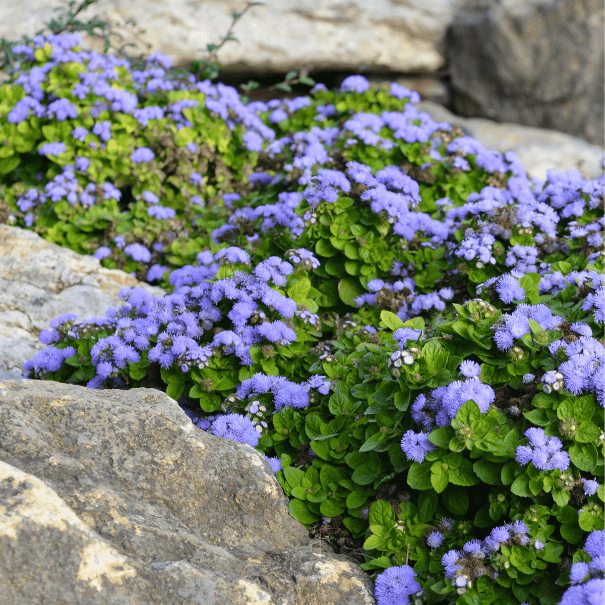 Blue Mink Dwarf Ageratum Seeds - 100 Count - Ageratum houstonianum - Blue Flowering Annual Garden Plant
