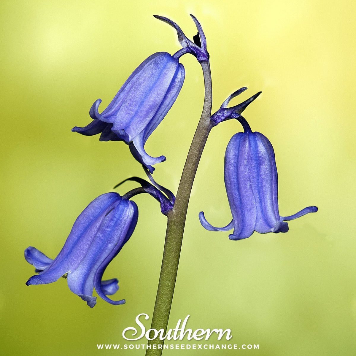 California Bluebell Seeds - 500 Pack - Azure Blooms - Phacelia campanularia