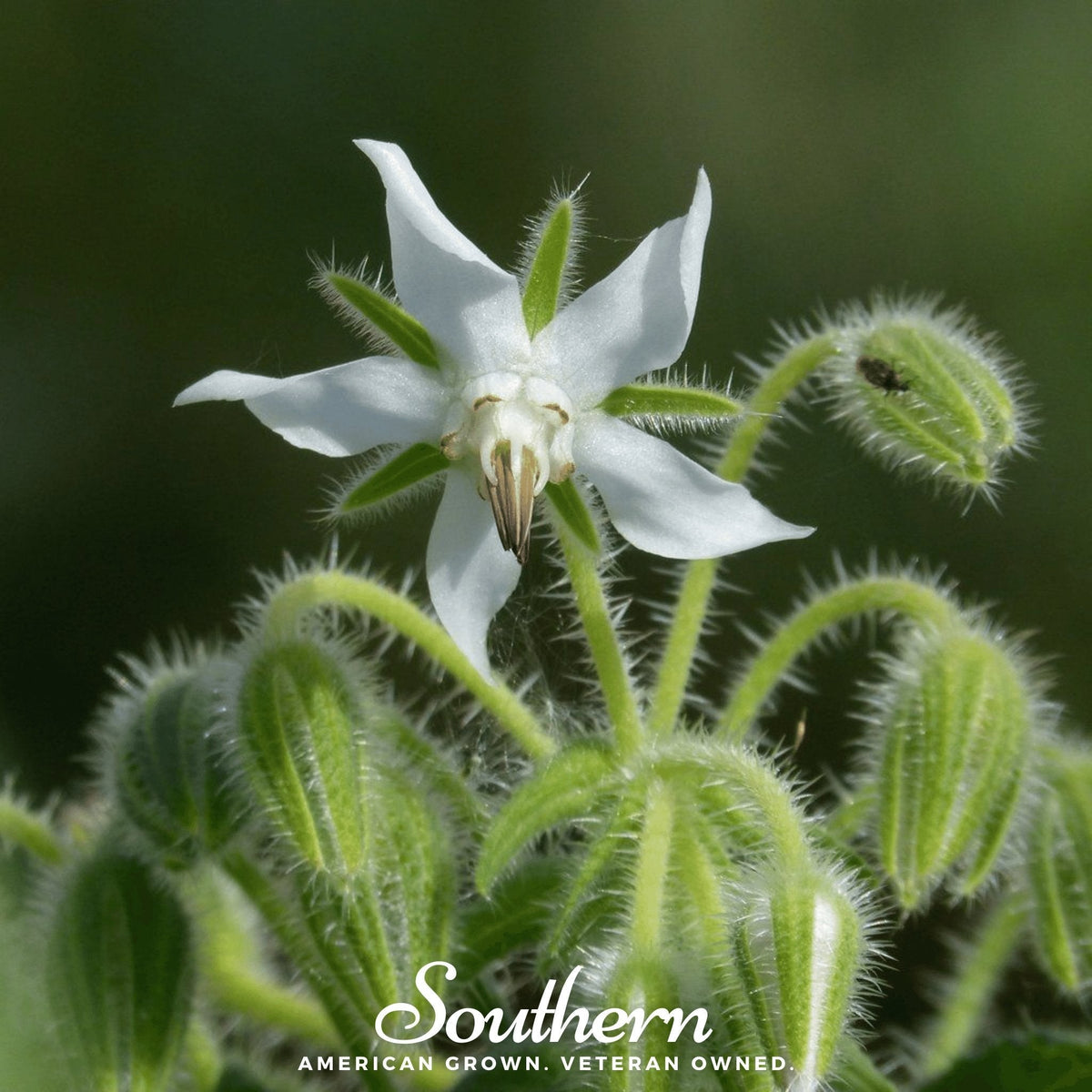 White Borage Seeds - 50 Pack - Borago officinalis - Edible Flowers and Culinary Herb
