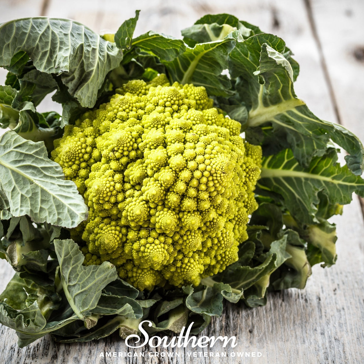Romanesco Broccoli Seeds - 100 Count - Heirloom Vegetable Seeds - Brassica oleracea