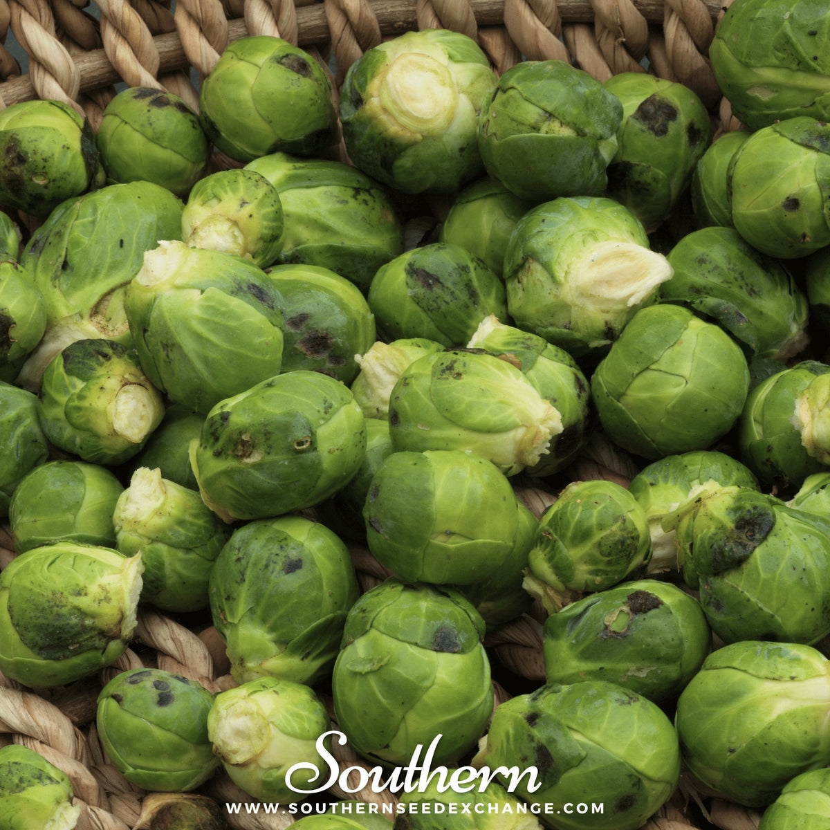 Brussels Sprouts Seeds - Catskill Variety - 250 Seeds - Brassica oleracea var. gemmifera