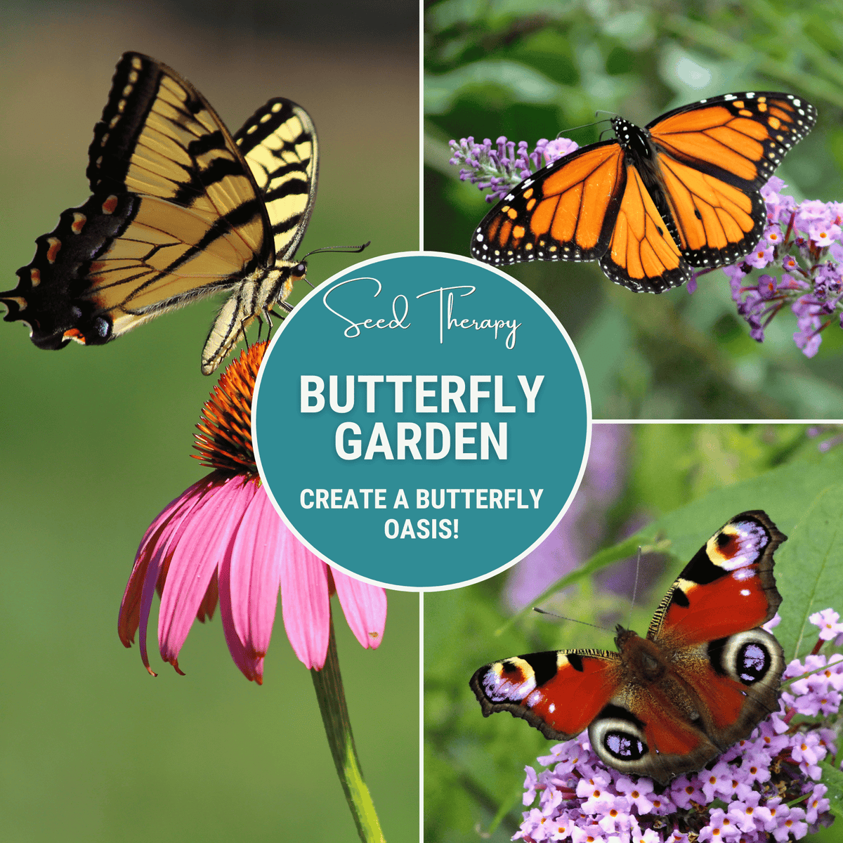 Butterfly Garden Seed Collection - 10 Varieties - Attract Butterflies - Wildflowers & Perennials - Pollinator Friendly