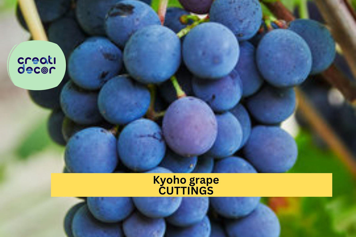 6 Kyoho Grape Cuttings - Unrooted Starter Vines - Vitis vinifera - Japanese Dark Purple Grapes for Planting