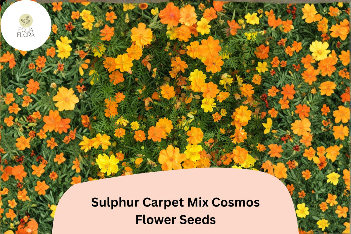 200+ Cosmos Seeds | Sulphur Carpet Mix | Orange Yellow Red Blend | Cosmos sulphureus | Dwarf Garden Flower Seeds