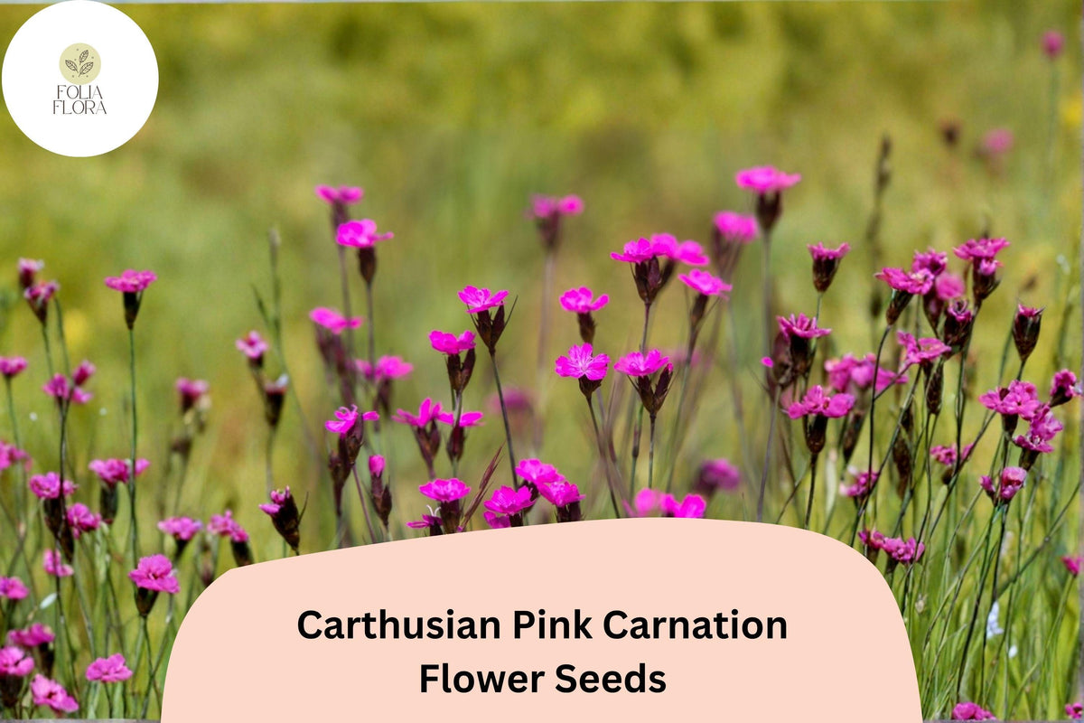 200+ Carthusian Pink Carnation Seeds | Bright Pink Blooms | Dianthus carthusianorum | Drought Tolerant Perennial for Gardens